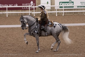 Lusitano Breed Society of Great Britain Show - Hartpury College - 27th June 2009